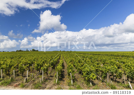 Typical vineyards near Saint-Estephe, Bordeaux, Aquitaine, France Typical vineyards near Saint-Estephe, Bordeaux, Aquitaine, France 89118319