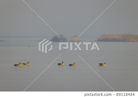 Wild goose, Lake Musov, Southern Bohemia, Czech Republic Wild goose, Lake Musov, Southern Bohemia, Czech Republic 89118484