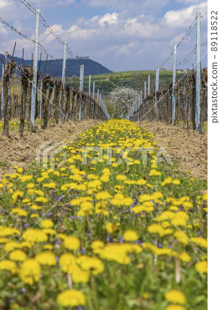 Spring vineyards under Palava near Milovice, Southern Moravia, Czech Republic 89118522