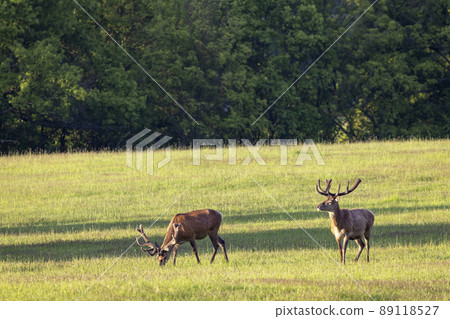 Deer grazing early in morning, Ceske Stredohori, Northern Bohemia, Czech Republic Deer grazing early in morning, Ceske Stredohori, Northern Bohemia, Czech Republic 89118527