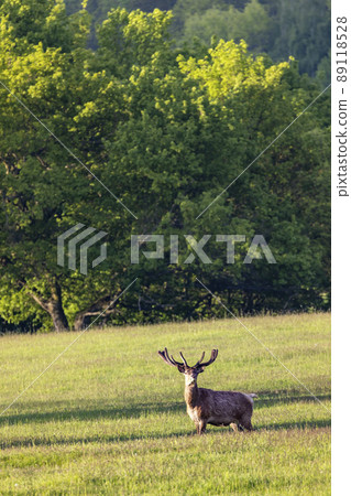 Deer grazing early in morning, Ceske Stredohori, Northern Bohemia, Czech Republic 89118528