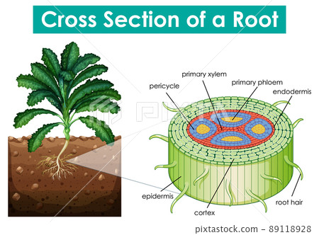 Diagram showing cross section of a root 89118928