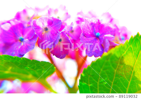 Katahara Onsen Hydrangea Village where 50,000 hydrangeas are in full bloom Katahara Onsen Hydrangea Village where 50,000 hydrangeas are in full bloom 89119032