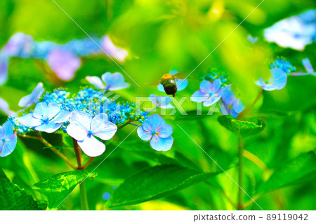 Katahara Onsen Hydrangea Village where 50,000 hydrangeas are in full bloom 89119042