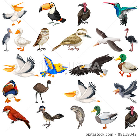 Different kinds of birds collection Different kinds of birds collection 89119342