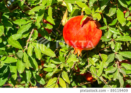 Sunlit flawless ripe bright red pomegranates are hanging on branch ready for harvest. Horizontal photo. Sunlit flawless ripe bright red pomegranates are hanging on branch ready for harvest. Horizontal photo. 89119409