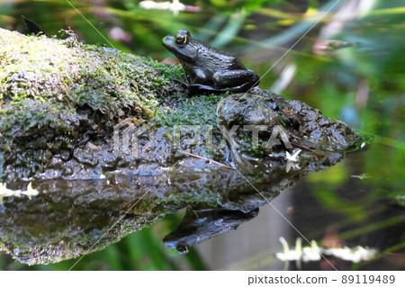 住在古池的黑蛙 住在古池的黑蛙 89119489