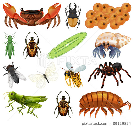 Different kinds of insects and animals on white background Different kinds of insects and animals on white background 89119834