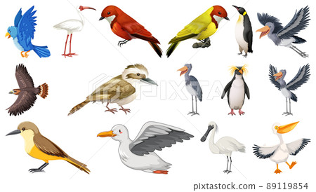 Different kinds of birds collection Different kinds of birds collection 89119854