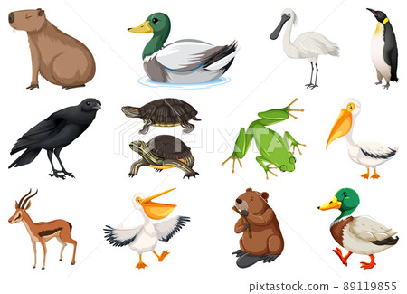 Set of different kinds of animals 89119855