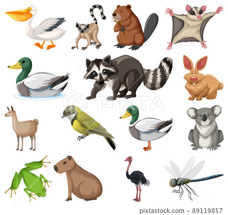 Different kinds of animals collection 89119857