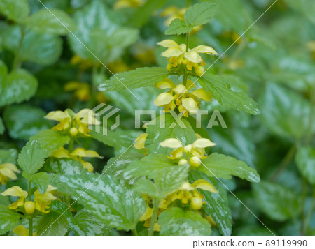 White dead-nettle 1 White dead-nettle 1 89119990