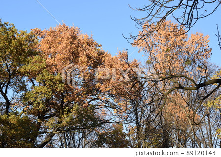 Yellow autumn leaves and branches against a blue sky. Yellow autumn leaves and branches against a blue sky. 89120143