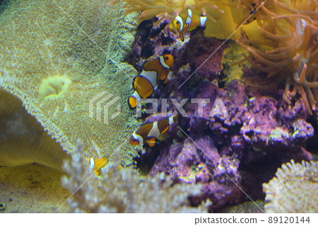 Aquarium fish Black and white fish clown (Amphiprion ocellaris). Aquarium fish Black and white fish clown (Amphiprion ocellaris). 89120144