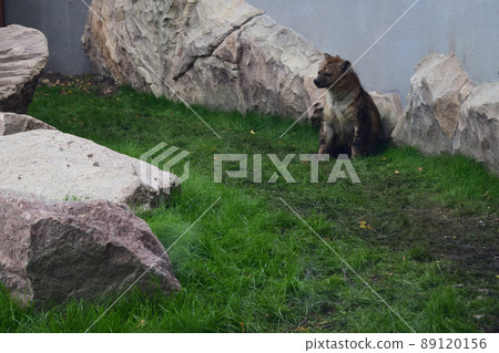 The Brown hyena lives in the zoo. The Brown hyena lives in the zoo. 89120156