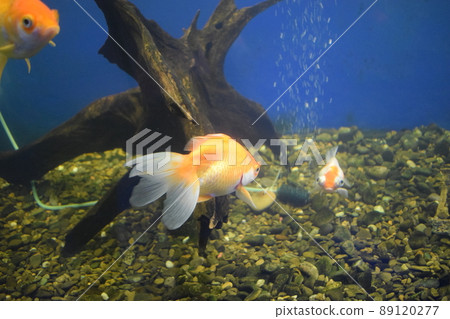 Goldfish with fine beautiful scale, fins, and tail Goldfish with fine beautiful scale, fins, and tail 89120277
