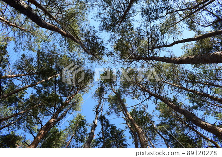 Looking Up In Beautiful Pine Deciduous Forest Trees Woods Canopy. Looking Up In Beautiful Pine Deciduous Forest Trees Woods Canopy. 89120278