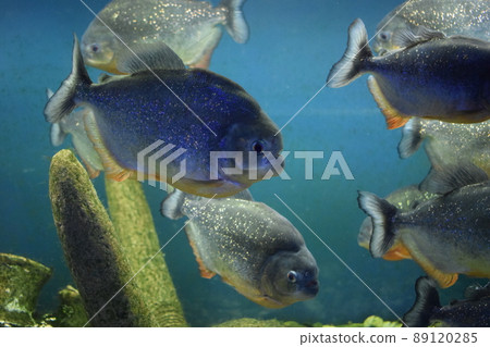 The red-bellied piranha, the red piranha (Pygocentrus nattereri) The red-bellied piranha, the red piranha (Pygocentrus nattereri) 89120285