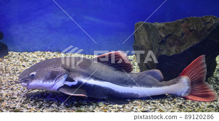 Redtail catfish (Phractocephalus hemioliopterus). Wild life animal. Redtail catfish (Phractocephalus hemioliopterus). Wild life animal. 89120286