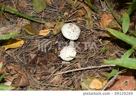 White mushroom in the grass 89120289