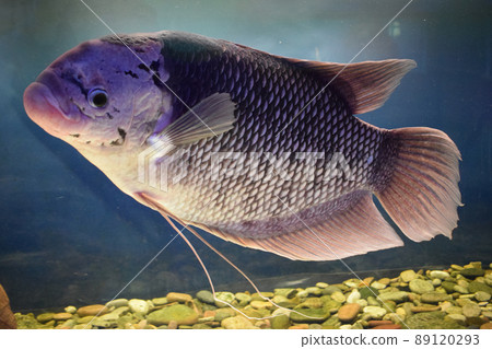 Beautiful tilapia fish in water tank 89120293