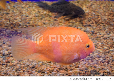 Beautiful bright orange red parrot cichlid in an aquarium 89120296