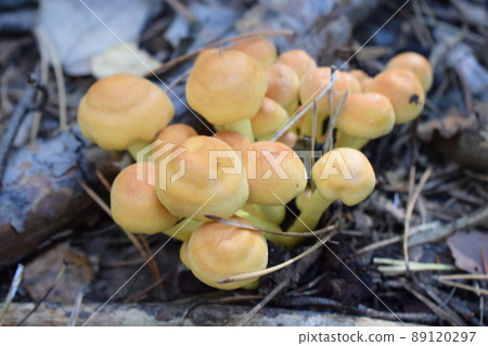 Wild, autumn forest mushrooms Wild, autumn forest mushrooms 89120297