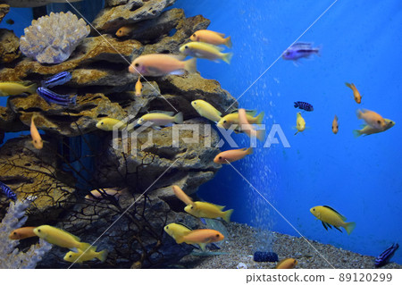 Small bright African fish Labidochromis caeruleus. Small bright African fish Labidochromis caeruleus. 89120299