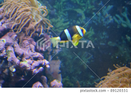 Aquarium fish Black and white fish clown (Amphiprion sebae). Anemonefish. Aquarium fish Black and white fish clown (Amphiprion sebae). Anemonefish. 89120331
