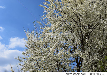 Spring tree with white flowers blossom against a blue sky. Spring tree with white flowers blossom against a blue sky. 89120332