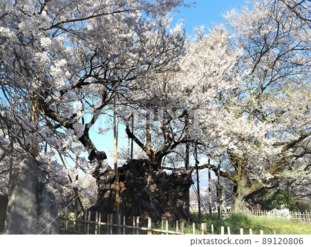 Yamanashi Prefecture Yamataka Jindai Zakura in full bloom April 89120806