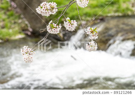A row of cherry blossom trees on the Kannonji River Sakura Fubuki, Inawashiro Town, Fukushima Prefecture A row of cherry blossom trees on the Kannonji River Sakura Fubuki, Inawashiro Town, Fukushima Prefecture 89121266