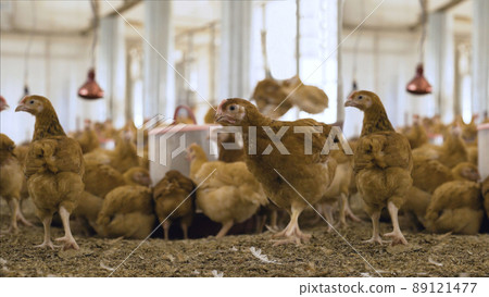 Chicken on the farm. Chicken in the henhouse. Little red chicken on the farm. Growing chickens in an incubator at a certain temperature and light conditions. Chicken on the farm. Chicken in the henhouse. Little red chicken on the farm. Growing chickens in an incubator at a certain temperature and light conditions. 89121477