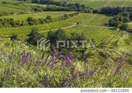 Vineyard near Velke Bilovice, Southern Moravia, Czech Republic 89121609