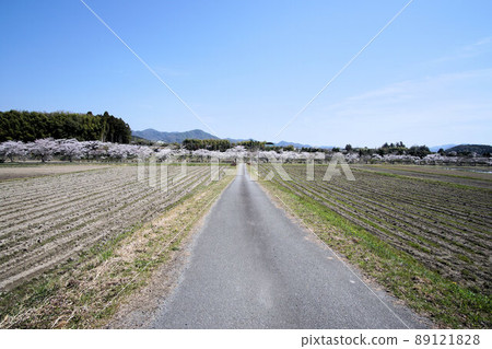 一條筆直的河道和一排四月的櫻花樹 一條筆直的河道和一排四月的櫻花樹 89121828
