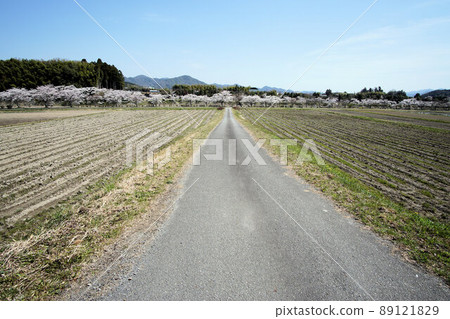一條筆直的河道和一排四月的櫻花樹 一條筆直的河道和一排四月的櫻花樹 89121829