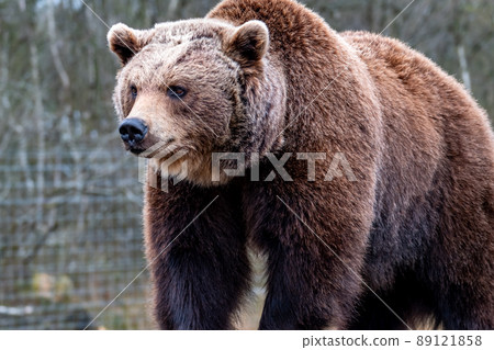 Close up big brown bear in spring forest 89121858