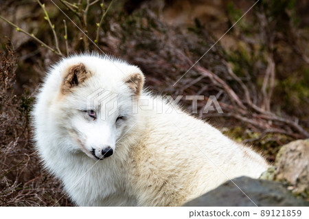 White arctic fox resting in the wilderness 89121859