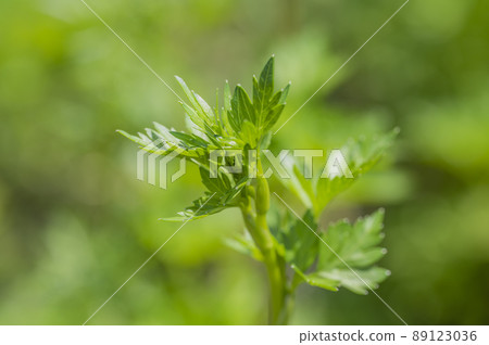 意大利歐芹 意大利歐芹 89123036