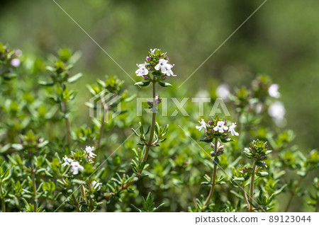 百里香，一種藥效極佳的草本植物 89123044