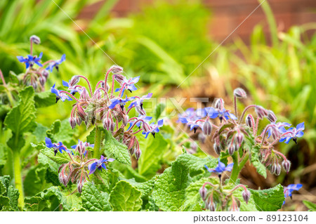 Beautiful flowers of borage, a herb that blooms in the spring in the garden Beautiful flowers of borage, a herb that blooms in the spring in the garden 89123104