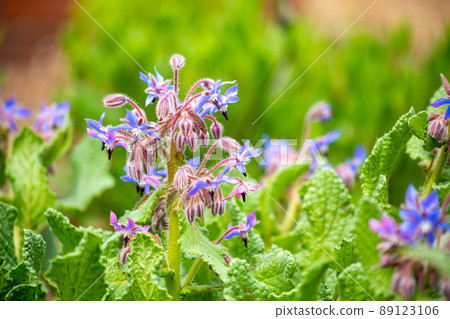 美麗的琉璃苣花，春天在花園裡盛開的草本植物 89123106