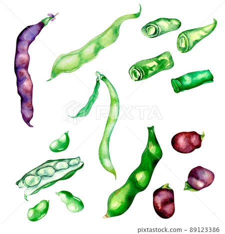 Red, green beans, haricot watercolor illustration isolated 89123386
