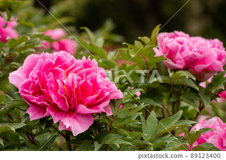 Beautiful peony flowers in the garden 89123400
