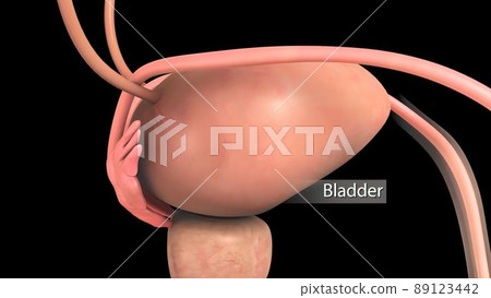 Human Gall Bladder Anatomy With Digestive System For Medical Concept 89123442