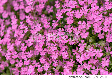 粉紅色的石竹花 89124016