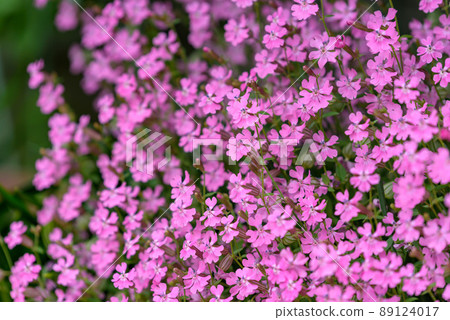 Pink dianthus flower Pink dianthus flower 89124017
