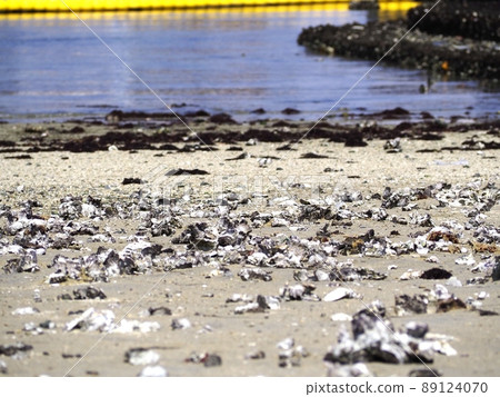 [Shimizu Port] Shellfish launched on the artificial coast 89124070