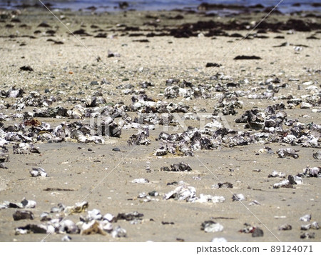 [Shimizu Port] Shellfish launched on the artificial coast 89124071