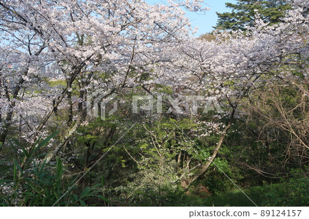 Fukuoka Spring South Park 89124157